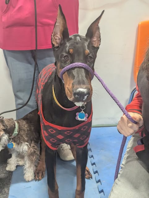 Evanelle at a training class in a red harness and purple slip lead, a small terrier standing beside her