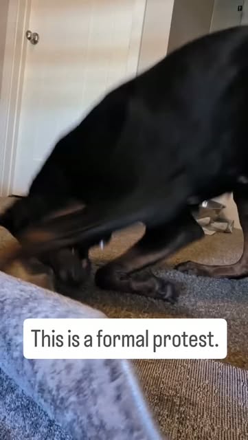 Evanelle crouched low on the carpet by a closed door, front end down
