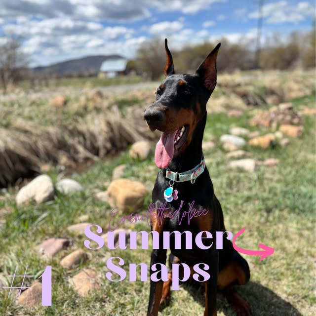 Evanelle sitting in a yard with a barn and mountains behind her, tongue out