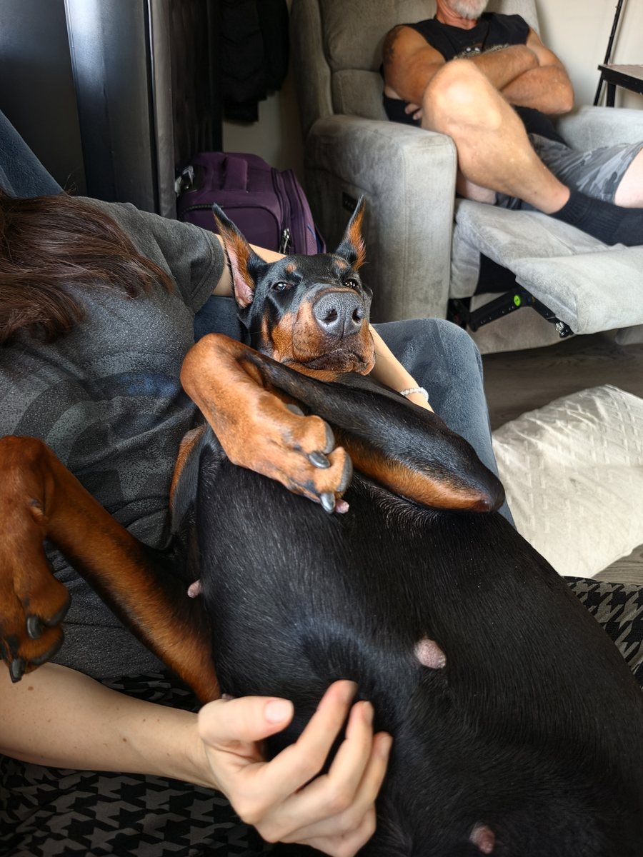 Evanelle lying upside down across someone's lap in a living room, head tipped back, front legs folded over her chest