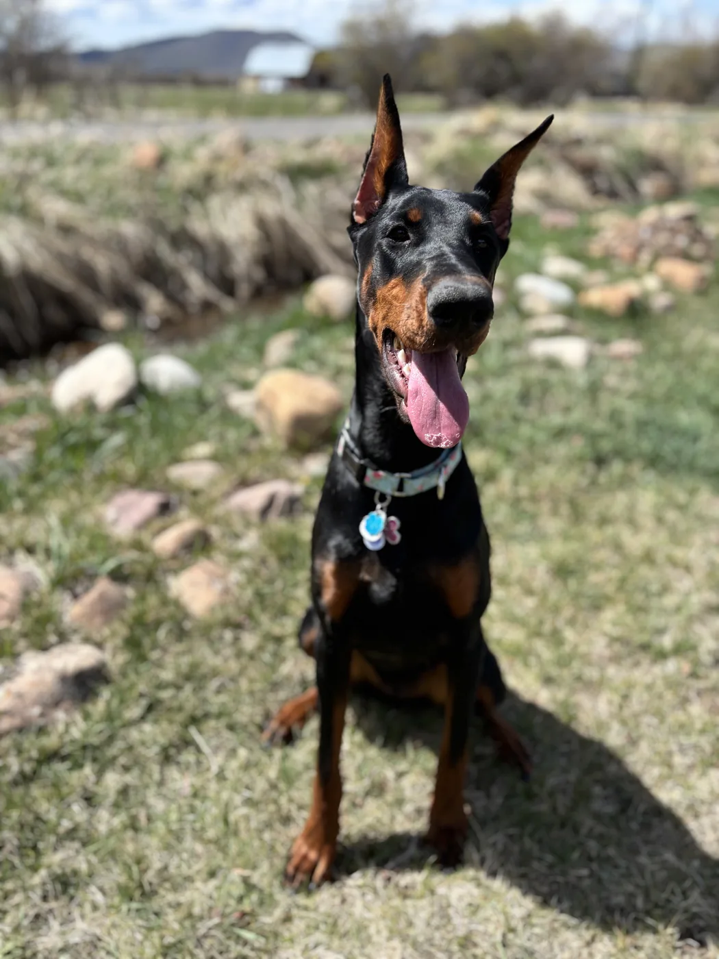 Evanelle sitting on brown spring grass beside a creek, tongue out, mountains and a barn in the distance