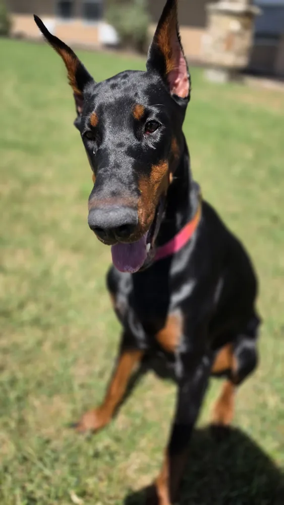 Evanelle sitting on the lawn with her head tilted, ears up, tongue out