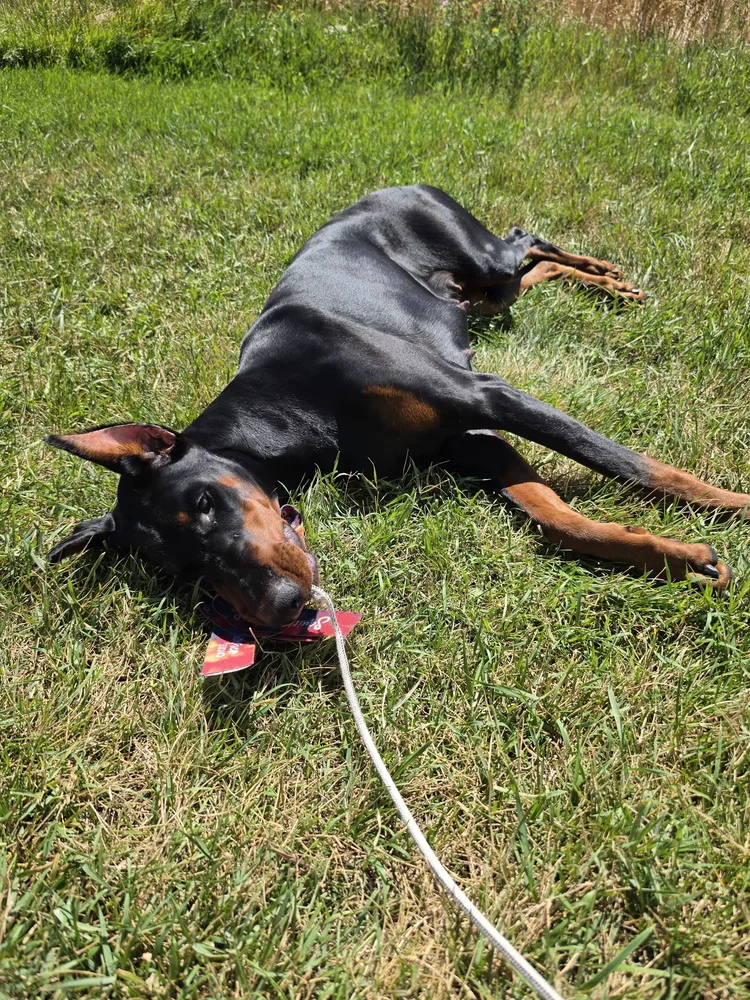 Evanelle rolling on her side in sunny green grass on a red long line
