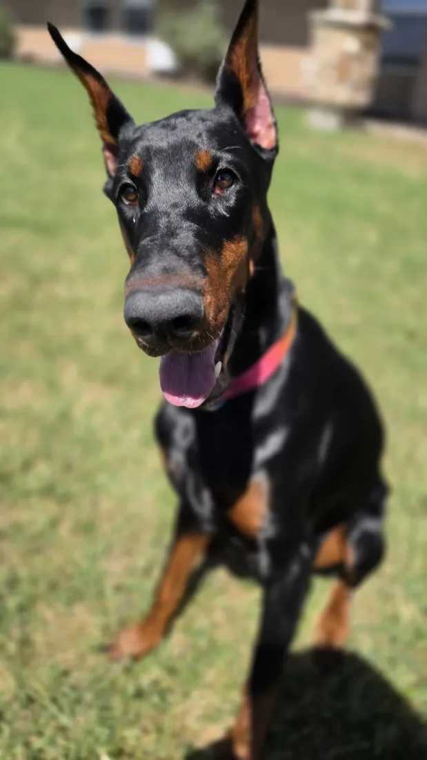 Evanelle sitting at attention, ears at full mast, looking off camera