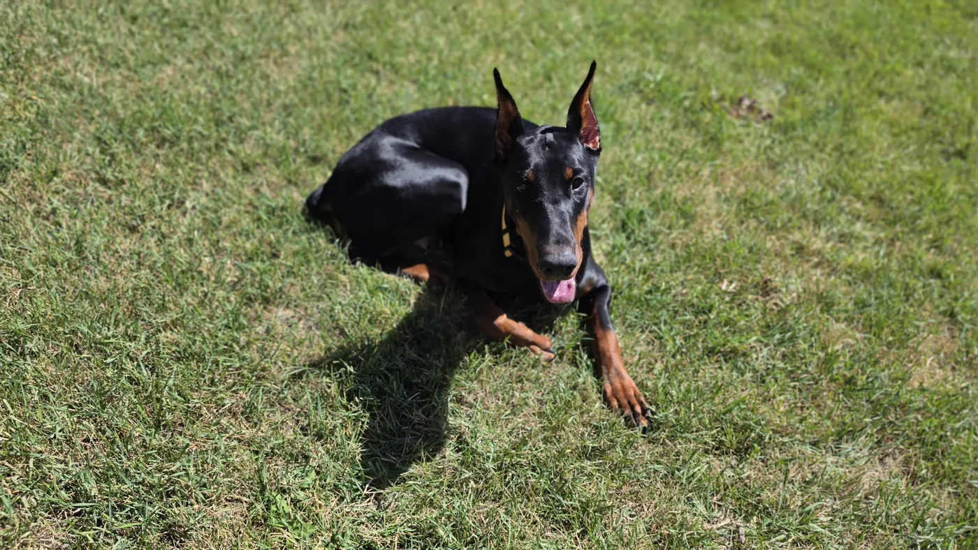 Evanelle holding a down-stay on sunlit summer grass, tongue out, shot from slightly above