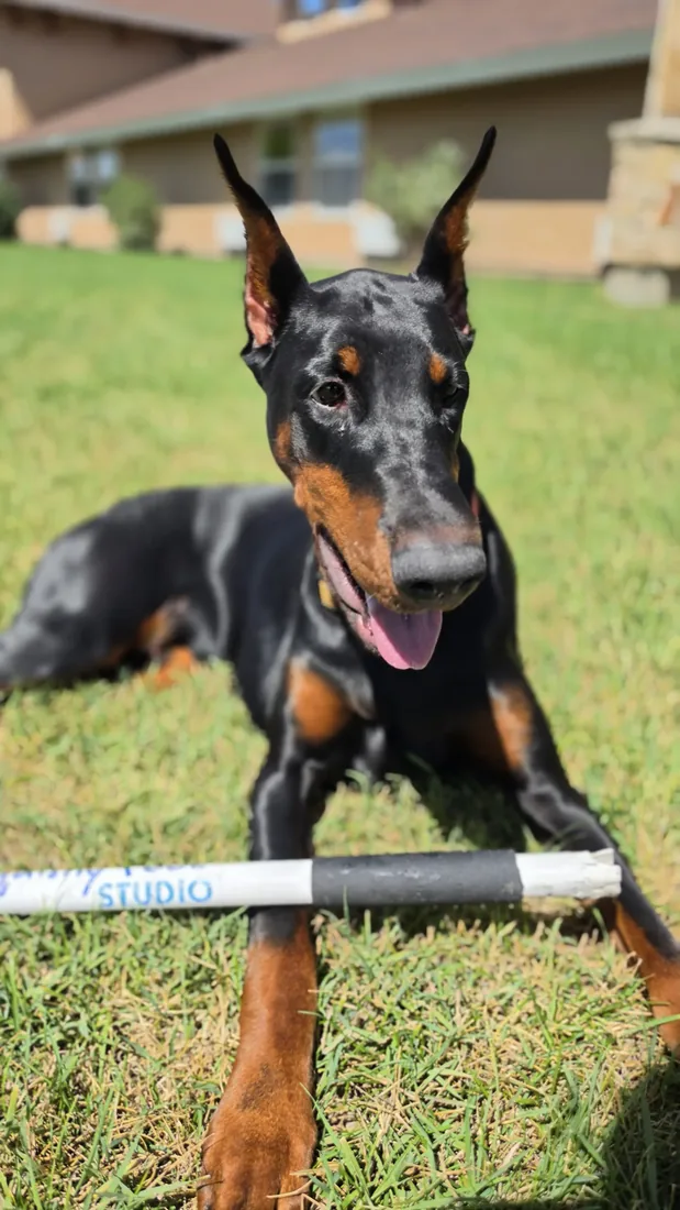 Evanelle lying in the grass, ears up and tongue out, with her Squishy Face Studio flirt pole held under her front paws