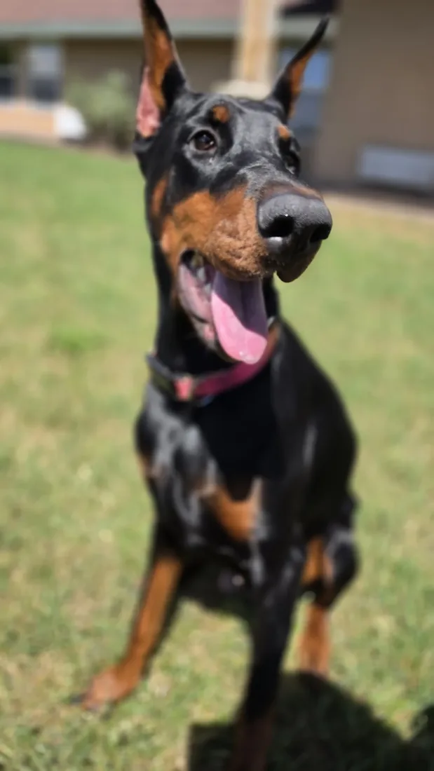 Evanelle grinning down at the camera from a low angle in the backyard