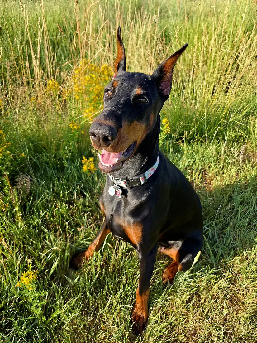 Evanelle in a wildflower field with her head tilted, fully committed