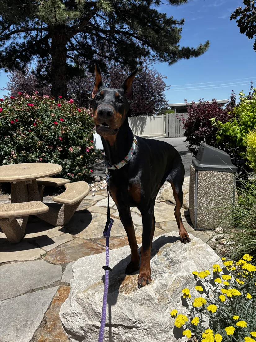 Evanelle standing on a large rock in a garden with pink roses and yellow flowers, on a purple leash