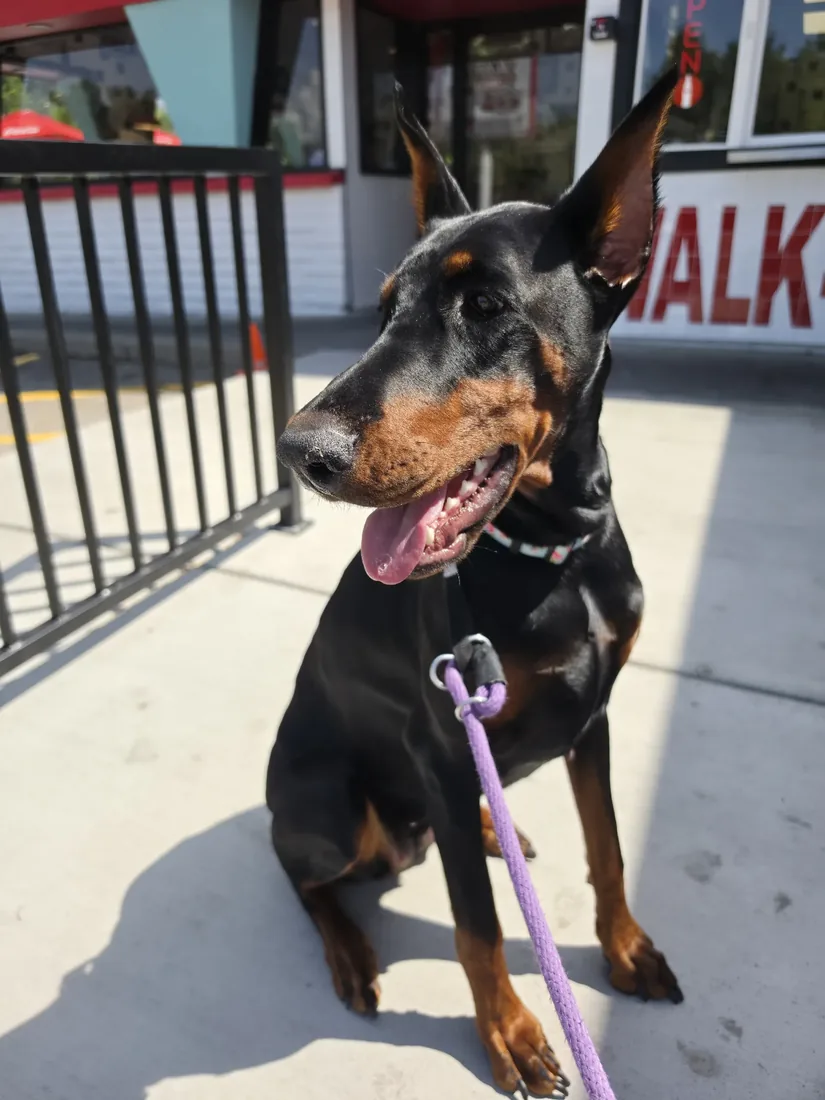 Evanelle on a leash on a sidewalk outing, supervising errands