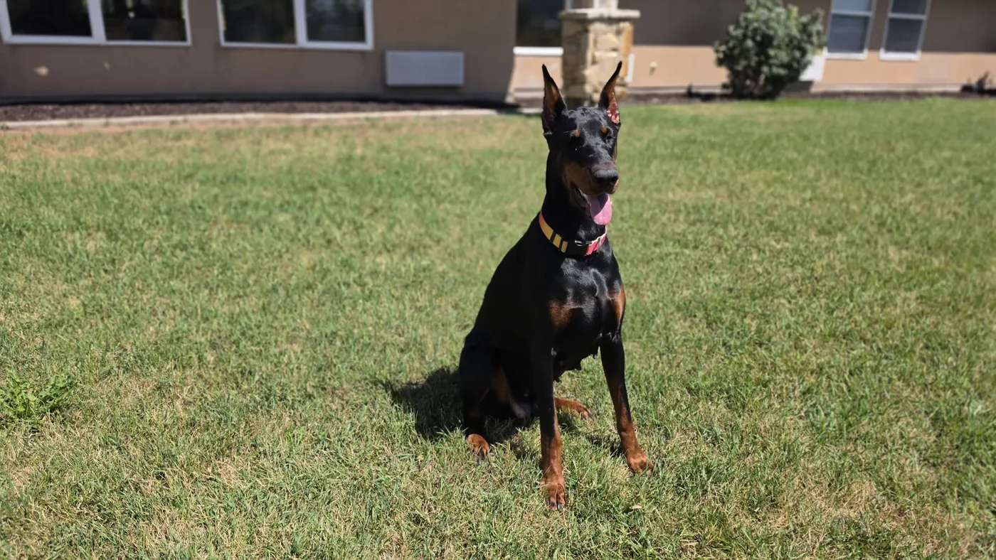 Evanelle holding a sit-stay on the front lawn