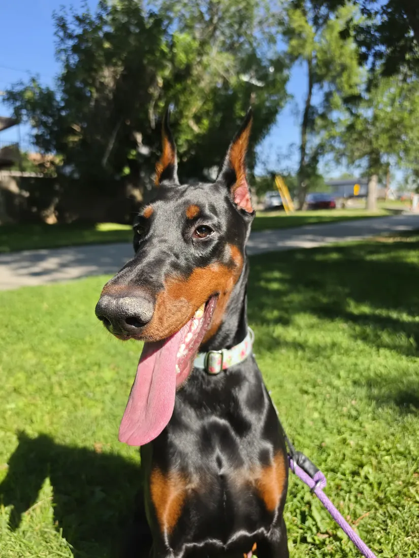 Evanelle sitting in a sunny park, tongue all the way out