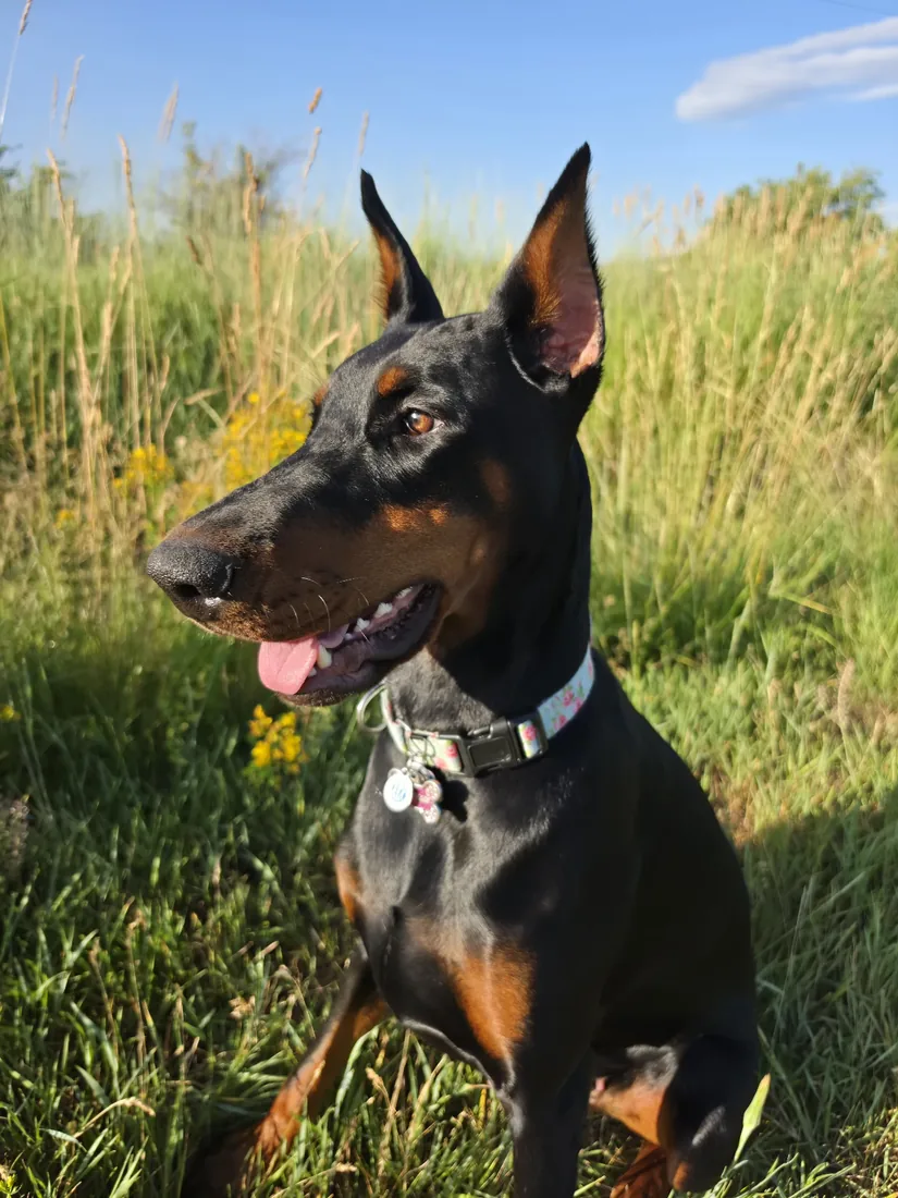 Evanelle sitting in tall grass with small yellow flowers, ears up, tongue out