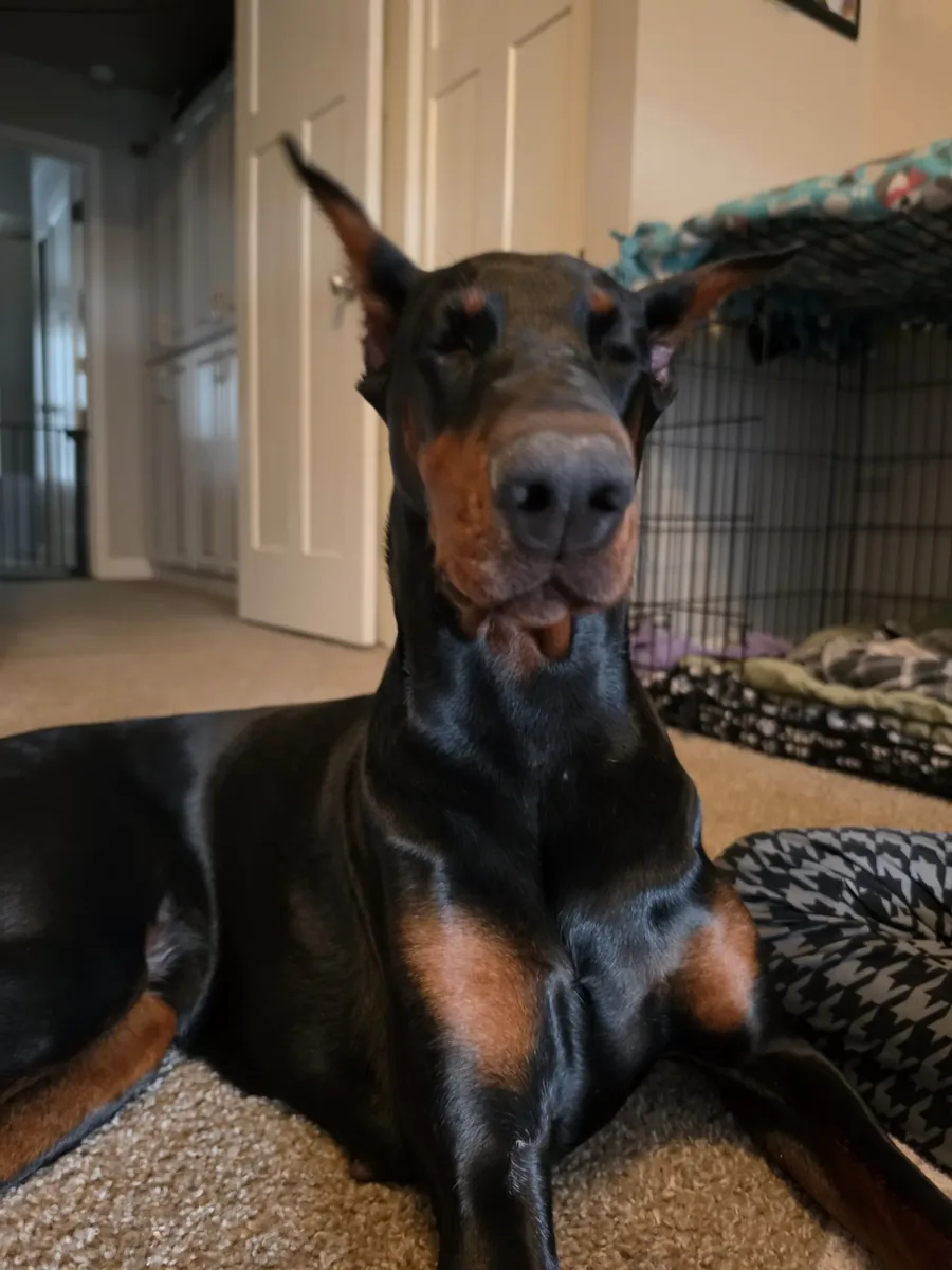Evanelle lying on the carpet at home beside her crate, eyes half closed and content