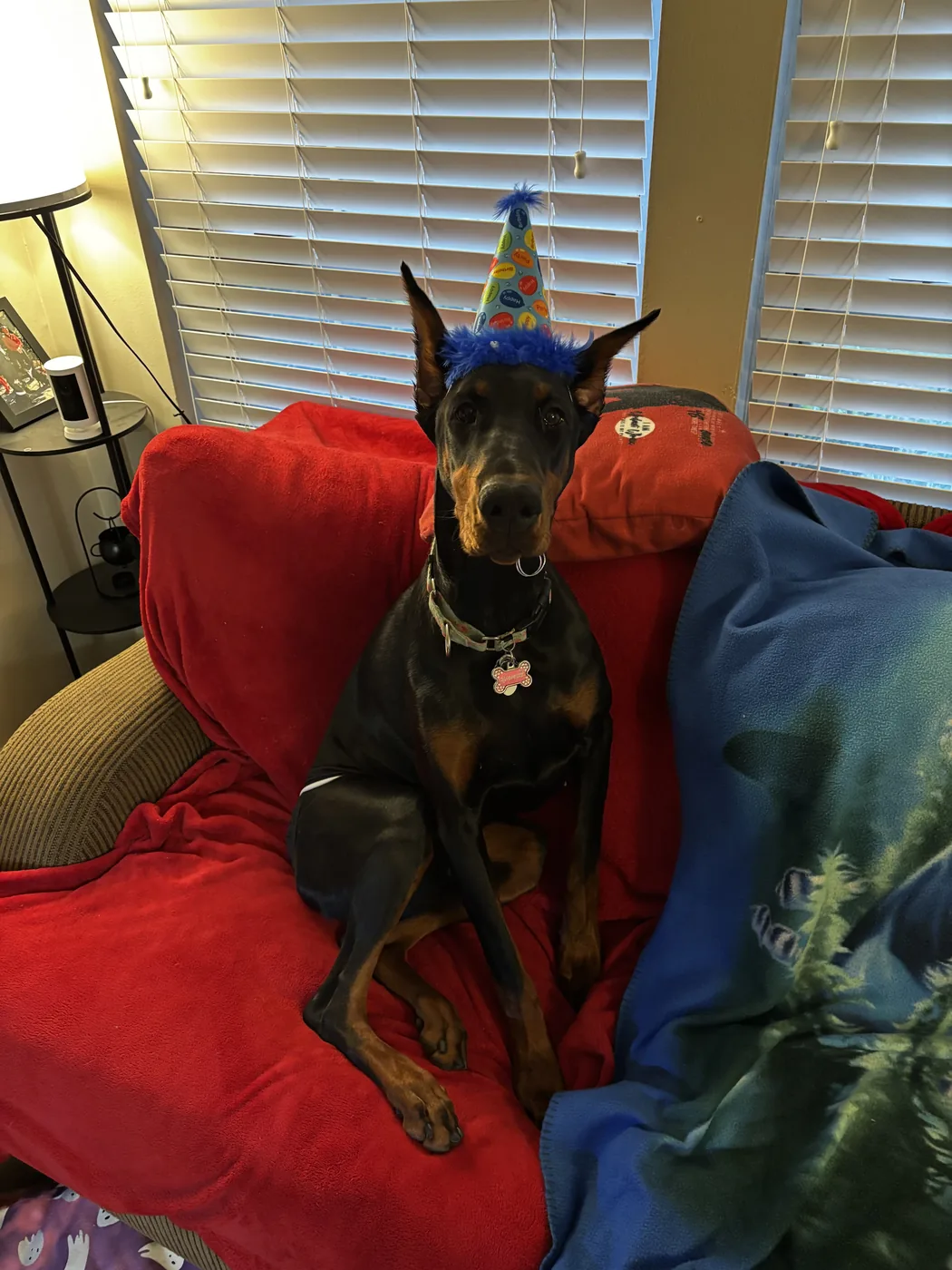 Evanelle sitting on a red blanket on a couch wearing a blue party hat