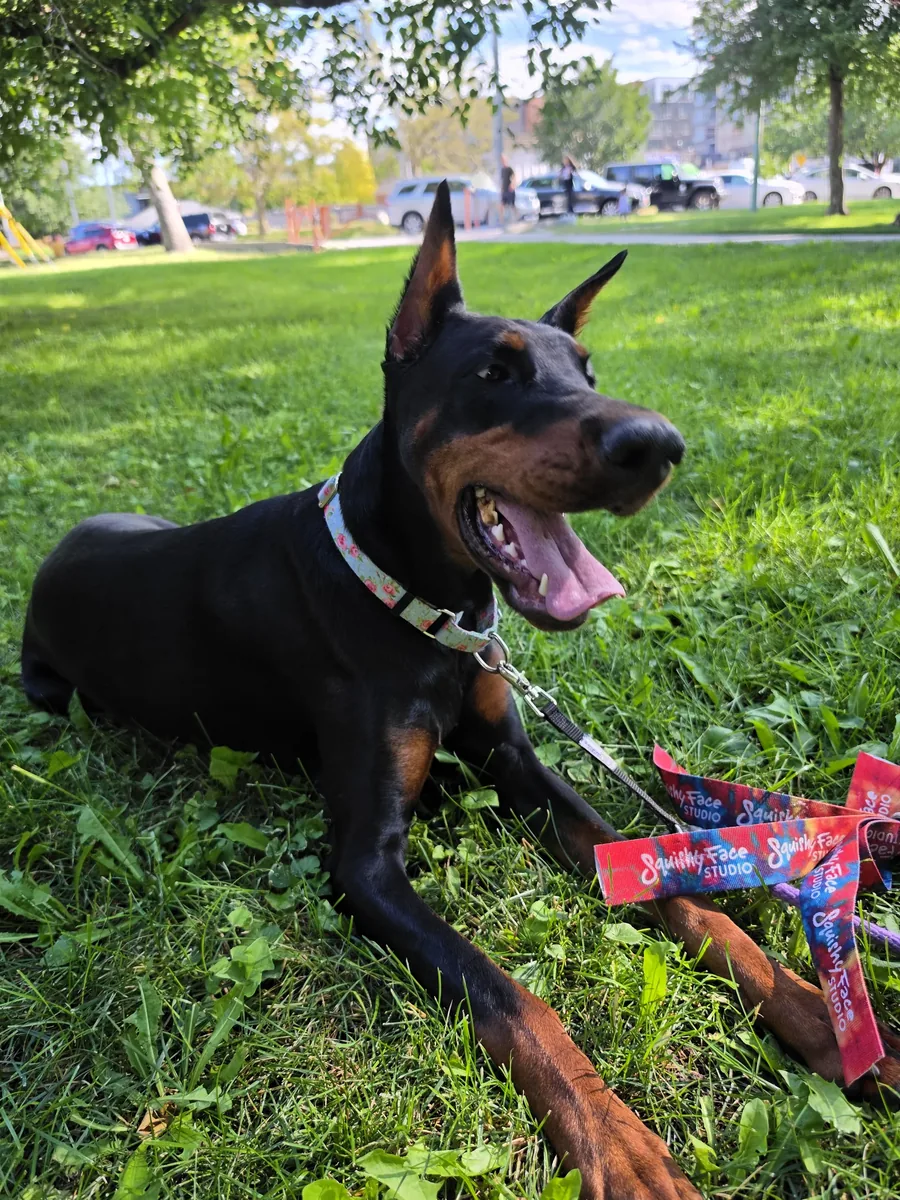 Evanelle lying in park grass on a long line, mouth open in a happy grin