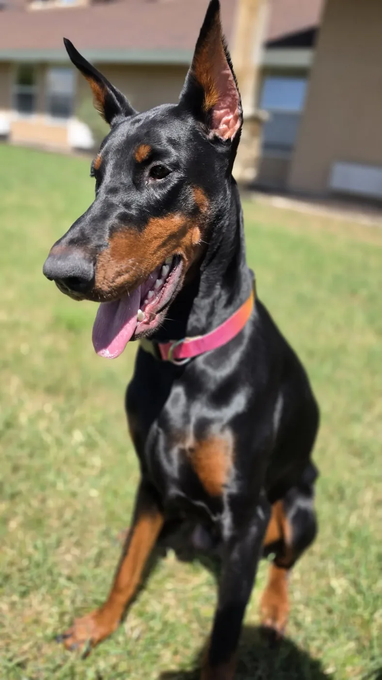 Three-quarter portrait of Evanelle in the sun, looking off to the left, tongue out, wearing a pink collar