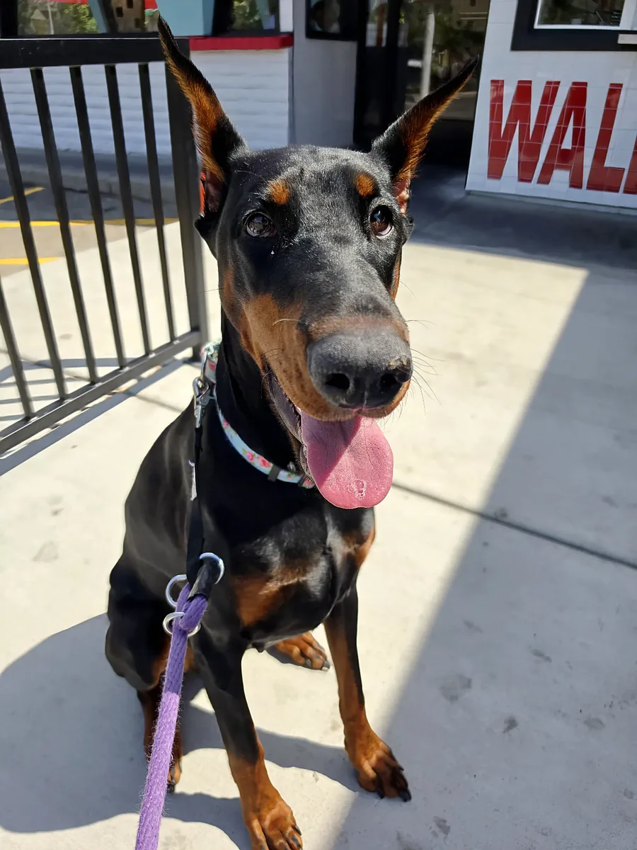 Evanelle sitting outside a walk-up window on a purple leash, tongue out in the heat