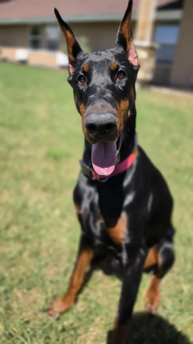 Evanelle sitting and holding eye contact with the camera, tongue out
