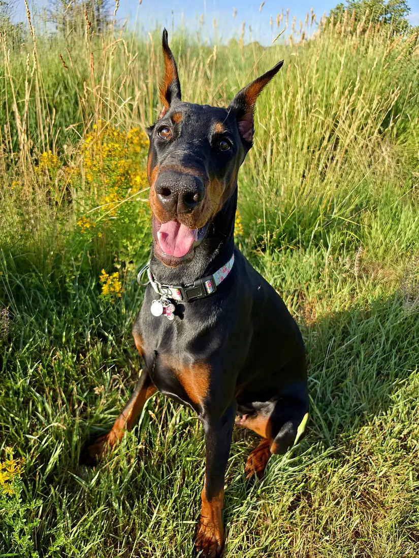 Evanelle sitting upright in tall summer grass and goldenrod, facing the camera